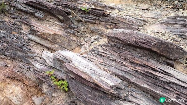 (船灣淡水湖效郊遊徑)烏蛟騰至大美督