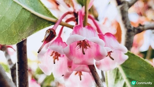 賞花不僅讓人欣賞到不同季節的花卉美景， 也是體驗香港自然風光...