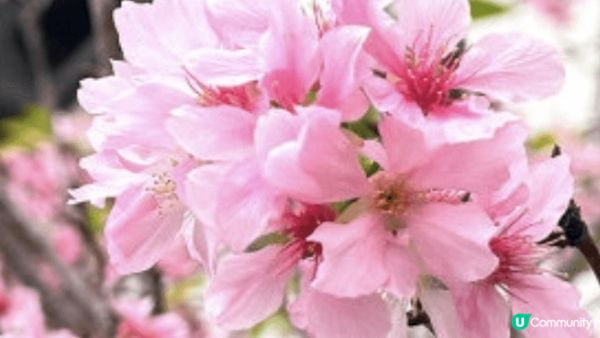 賞花不僅讓人欣賞到不同季節的花卉美景， 也是體驗香港自然風光...