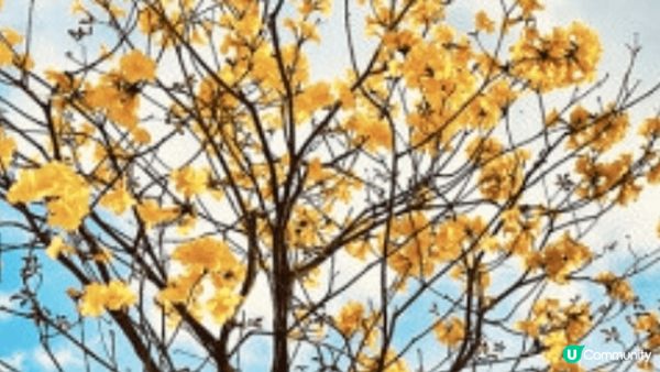 賞花不僅讓人欣賞到不同季節的花卉美景， 也是體驗香港自然風光...