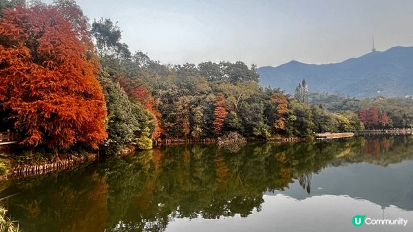 仙湖植物公園鄰近地鐵站好方便，原來有不同主題園區可以盡情打卡...