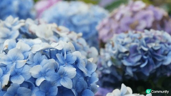 形態圓滾滾卻又不失優雅的繡球花每逢春夏開花，開花期視乎品種。...