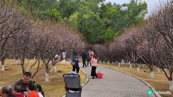 趁冬末春未來到，深圳福田區梅園一遊。美麗的冬梅，請不要為打卡...