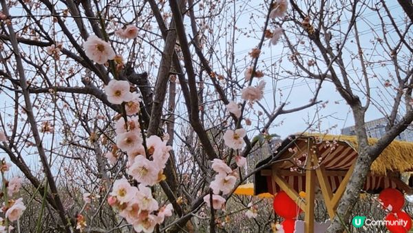 趁冬末春未來到，深圳福田區梅園一遊。美麗的冬梅，請不要為打卡...