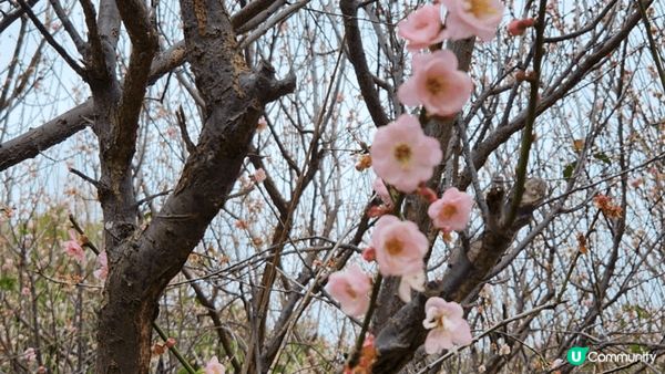 趁冬末春未來到，深圳福田區梅園一遊。美麗的冬梅，請不要為打卡...