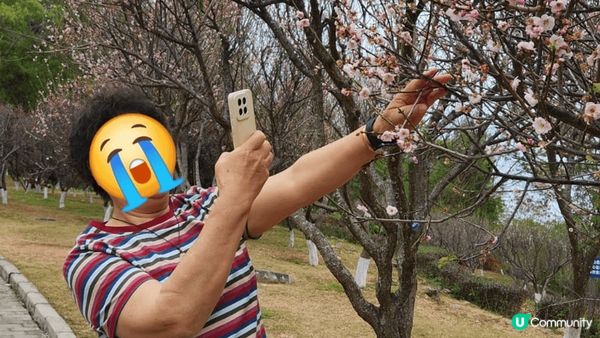 趁冬末春未來到，深圳福田區梅園一遊。美麗的冬梅，請不要為打卡...