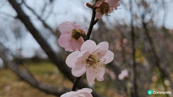 趁冬末春未來到，深圳福田區梅園一遊。美麗的冬梅，請不要為打卡...
