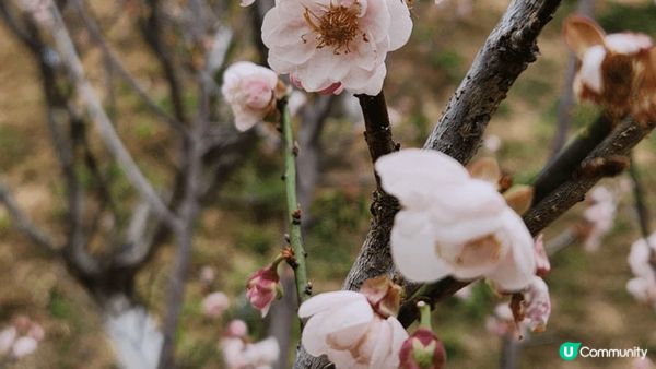 趁冬末春未來到，深圳福田區梅園一遊。美麗的冬梅，請不要為打卡...