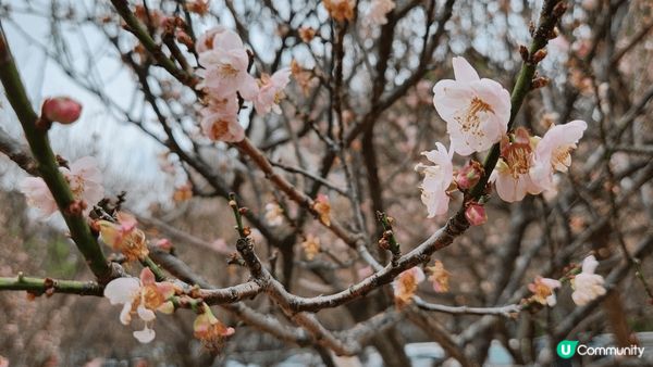 趁冬末春未來到，深圳福田區梅園一遊。美麗的冬梅，請不要為打卡...