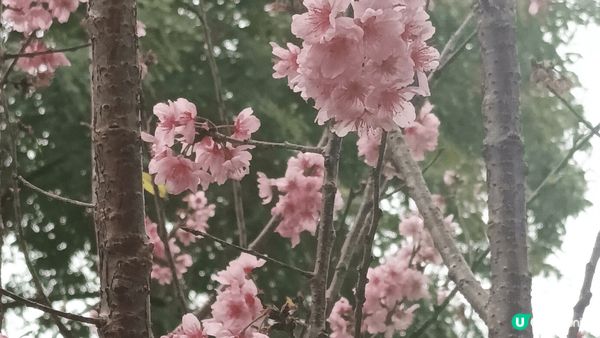 早幾日去咗大埔海濱公園睇櫻花，香水櫻，