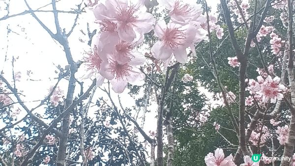 早幾日去咗大埔海濱公園睇櫻花，香水櫻，