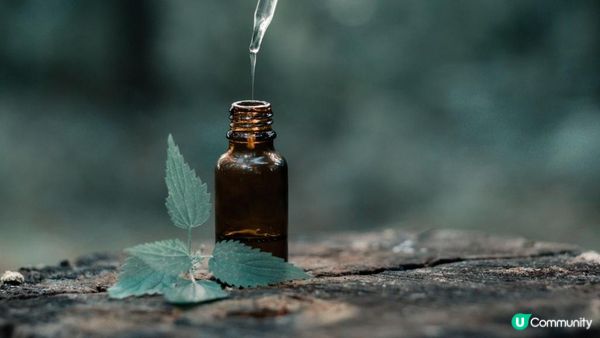 天然驅蟑指南：蟑螂最討厭的氣味有哪些？