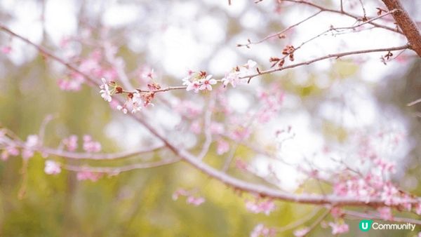 東涌賞櫻🌸2025