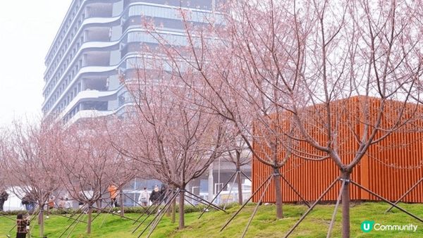 東涌賞櫻🌸2025