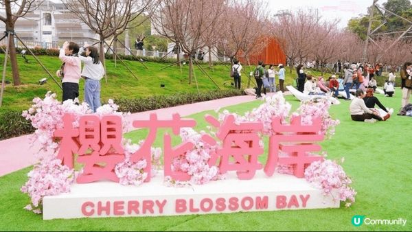 東涌賞櫻🌸2025