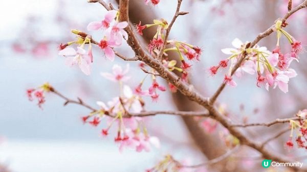 東涌賞櫻🌸2025