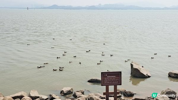 【深圳灣濱海綠道遊】深圳灣公園徒步至蛇口市場 ➕️ 蛇口市場
