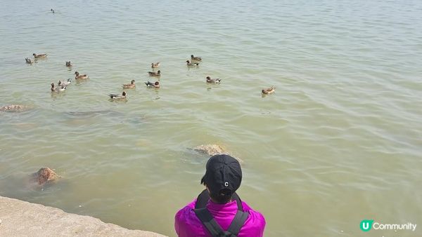 【深圳灣濱海綠道遊】深圳灣公園徒步至蛇口市場 ➕️ 蛇口市場