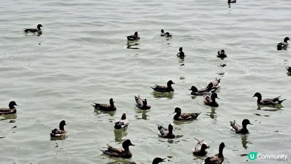 【深圳灣濱海綠道遊】深圳灣公園徒步至蛇口市場 ➕️ 蛇口市場