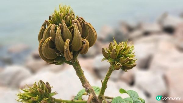 【深圳灣濱海綠道遊】深圳灣公園徒步至蛇口市場 ➕️ 蛇口市場