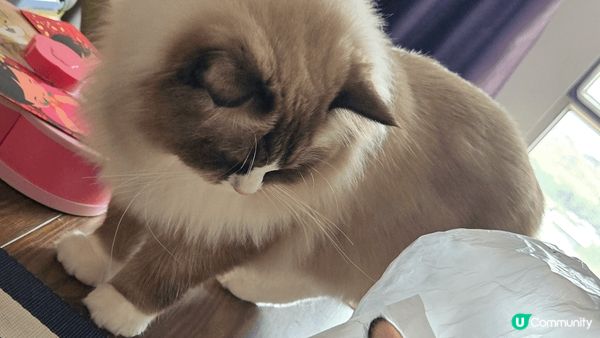 我的家就是一個貓cafe,有兩隻可愛親人的布偶貓主子，調皮搗...