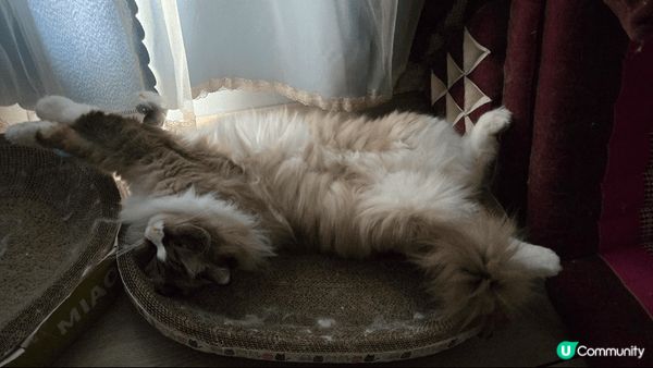 我的家就是一個貓cafe,有兩隻可愛親人的布偶貓主子，調皮搗...