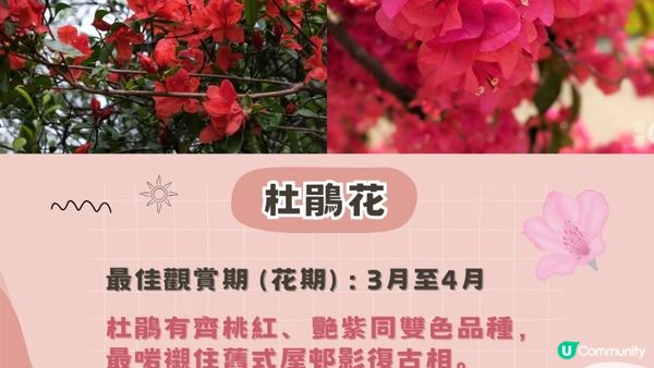 2025香港賞花全攻略︱五大春日打卡花海＋交通貼士(附最新花期預測)