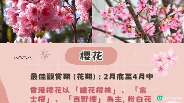 2025香港賞花全攻略︱五大春日打卡花海＋交通貼士(附最新花期預測)