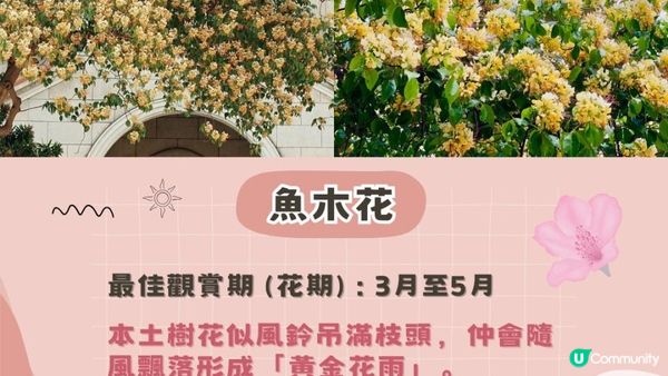 2025香港賞花全攻略︱五大春日打卡花海＋交通貼士(附最新花期預測)