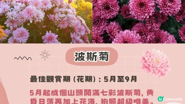 2025香港賞花全攻略︱五大春日打卡花海＋交通貼士(附最新花期預測)