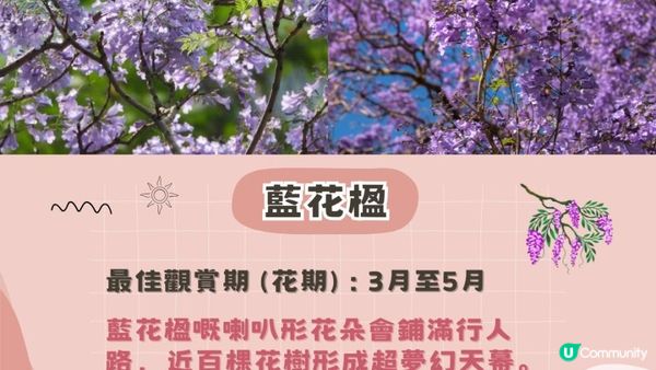 2025香港賞花全攻略︱五大春日打卡花海＋交通貼士(附最新花期預測)