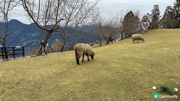 久違了的羊羊🐑，12年前我第一次去台中青青草原，睇到一隻隻好...