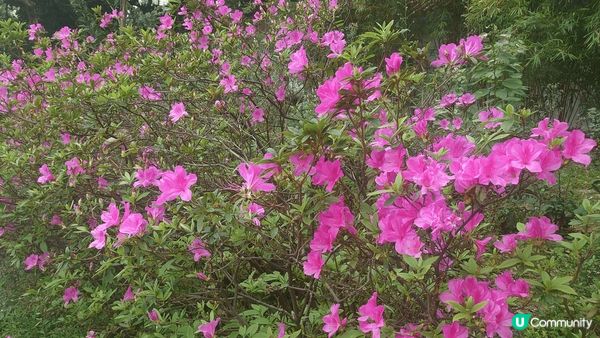 嬌俏花兒在九龍公園內色彩斑斕地綻放，慢慢散步，細細欣賞，在忙...