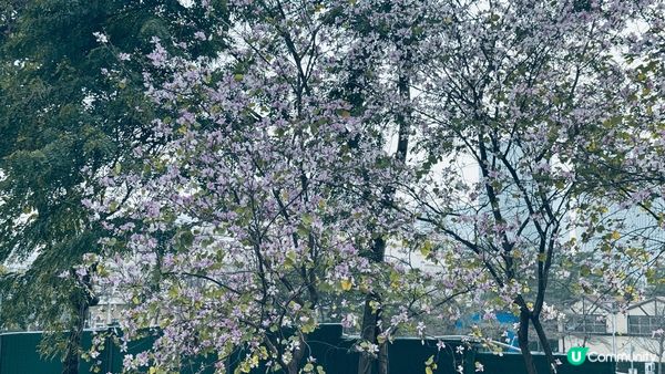 不用去荷蘭，都有得喺荷蘭花卉小鎮睇風車+花海瀑布