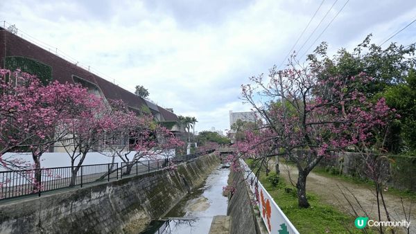 沖繩與儀公園賞櫻啦~~~, 沖繩的櫻花是日本最早開的櫻花, ...
