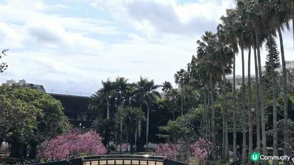 沖繩與儀公園賞櫻啦~~~, 沖繩的櫻花是日本最早開的櫻花, ...