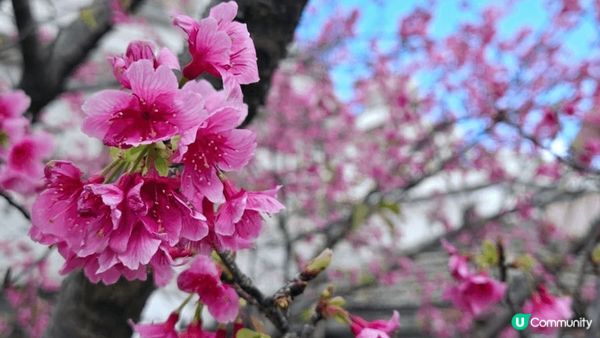 沖繩與儀公園賞櫻啦~~~, 沖繩的櫻花是日本最早開的櫻花, ...