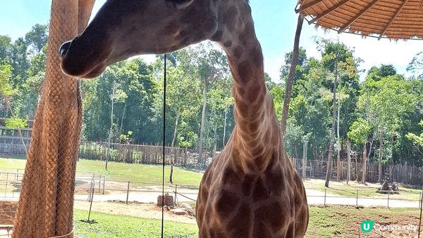 呢個係越南唯一免簽証地方。感覺整個島都係為旅游健造。有的多主...