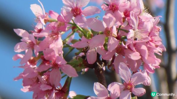 漫遊香港 - 東涌 赤鱲角 機場櫻花園