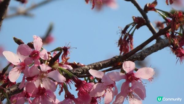 漫遊香港 - 東涌 赤鱲角 機場櫻花園