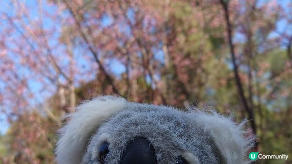 漫遊香港 - 東涌 赤鱲角 機場櫻花園