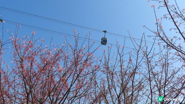 漫遊香港 - 東涌 赤鱲角 機場櫻花園