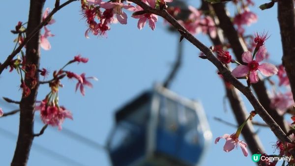 漫遊香港 - 東涌 赤鱲角 機場櫻花園