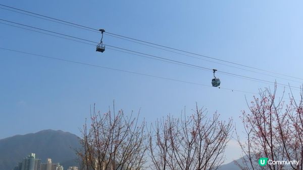 漫遊香港 - 東涌 赤鱲角 機場櫻花園