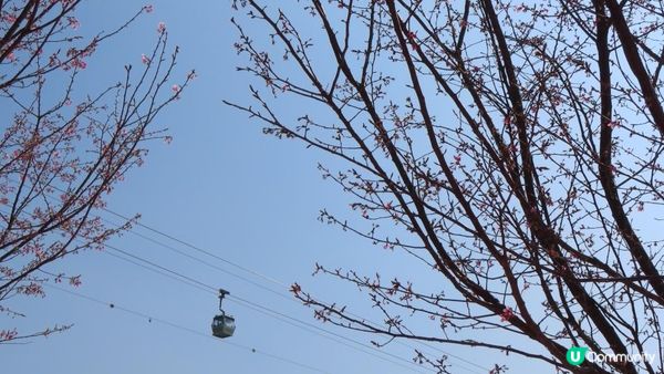 漫遊香港 - 東涌 赤鱲角 機場櫻花園