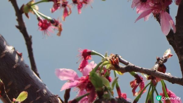 漫遊香港 - 東涌 赤鱲角 機場櫻花園