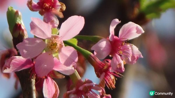 漫遊香港 - 東涌 赤鱲角 機場櫻花園