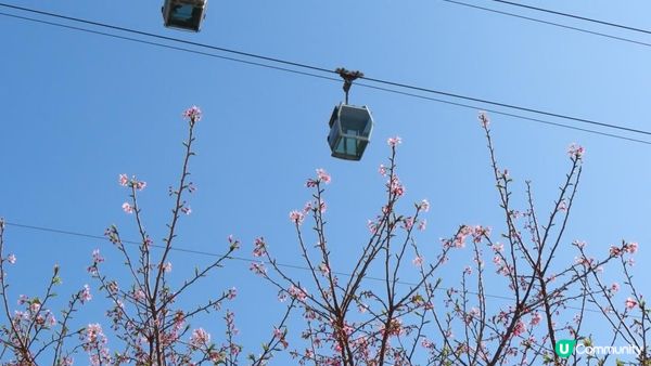 漫遊香港 - 東涌 赤鱲角 機場櫻花園