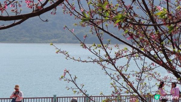 漫遊香港 - 東涌 赤鱲角 機場櫻花園