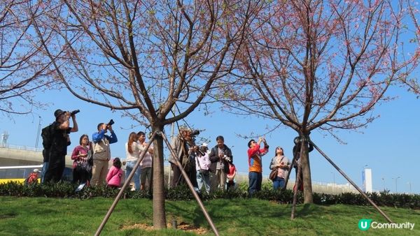 漫遊香港 - 東涌 赤鱲角 機場櫻花園